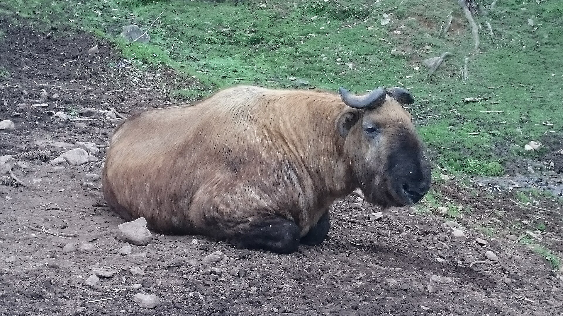Takin bhútánský