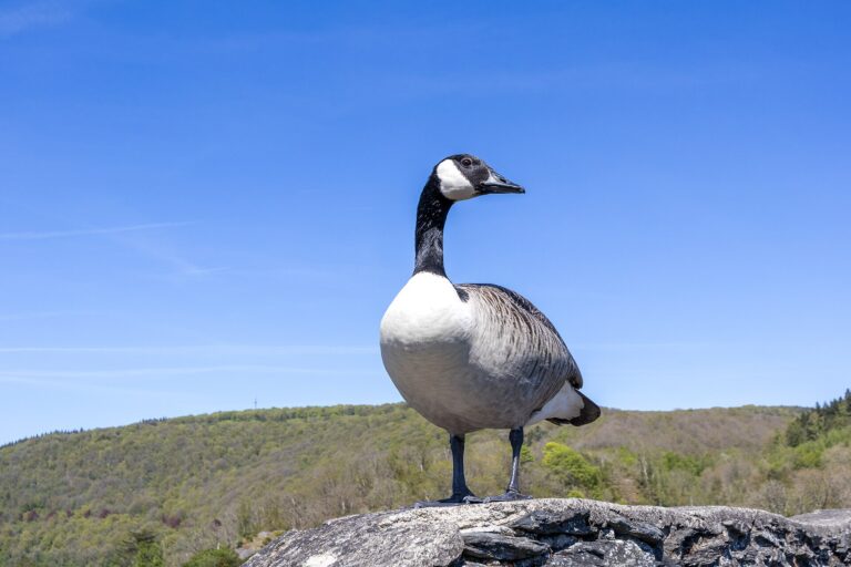 Berneška velká Berneška velká (Branta canadensis)