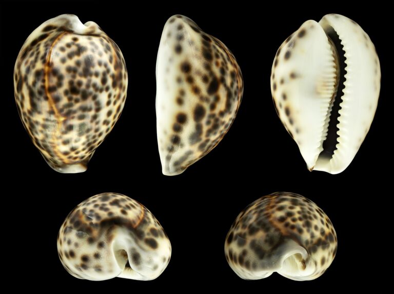 Zavinutec tygrovaný (Cypraea tigris)