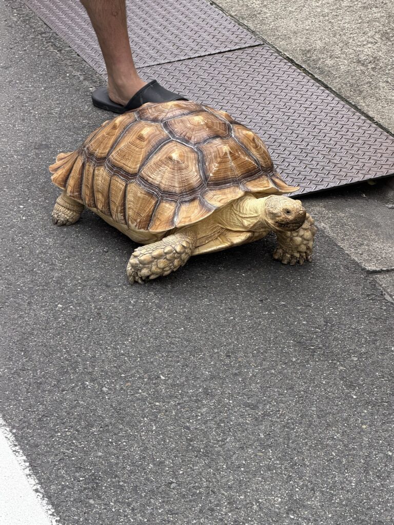 Želva ostruhatá (Centrochelys sulcata)
