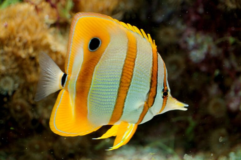 Zobec obecný (Chelmon rostratus)