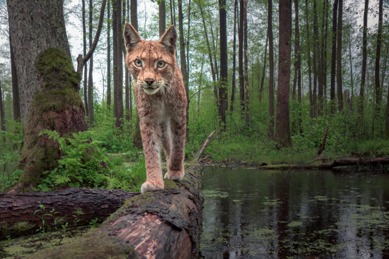 Rys karpatský (Lynx lynx lynx)
