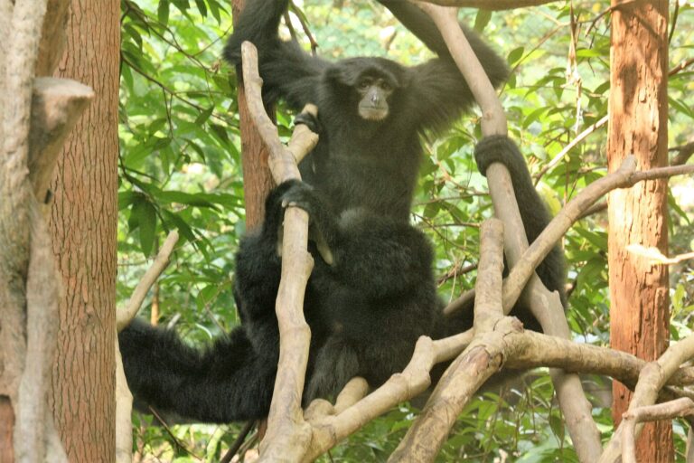 Siamang (Symphalangus syndactylus)