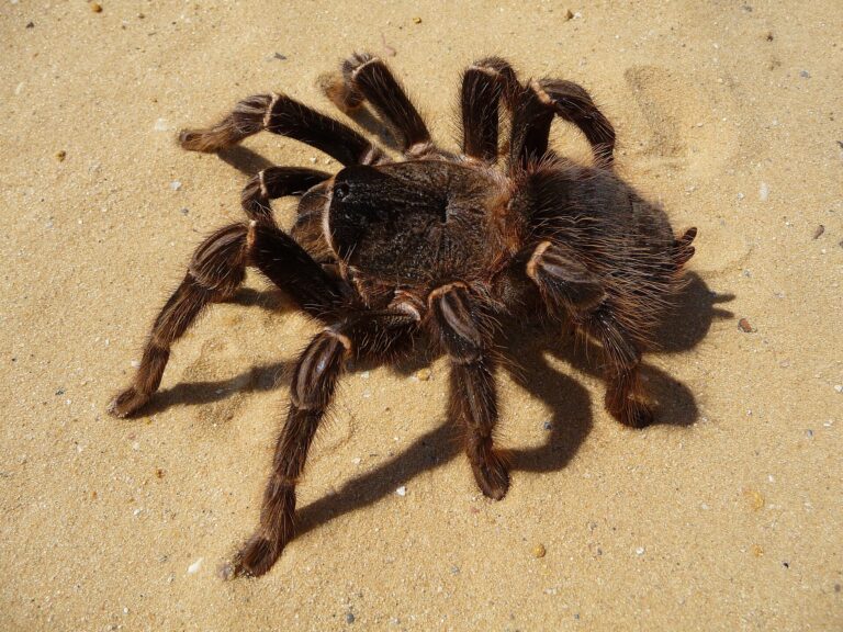Sklípkan parahybský (Lasiodora parahybana)