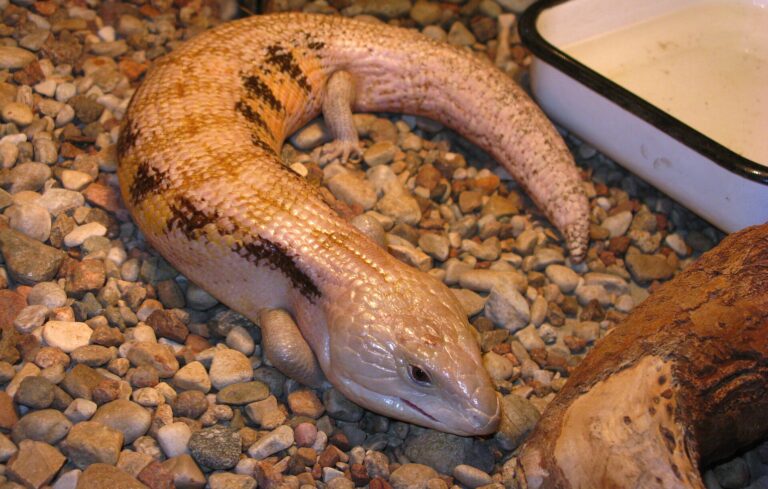 Tilikva obrovská (Tiliqua gigas)