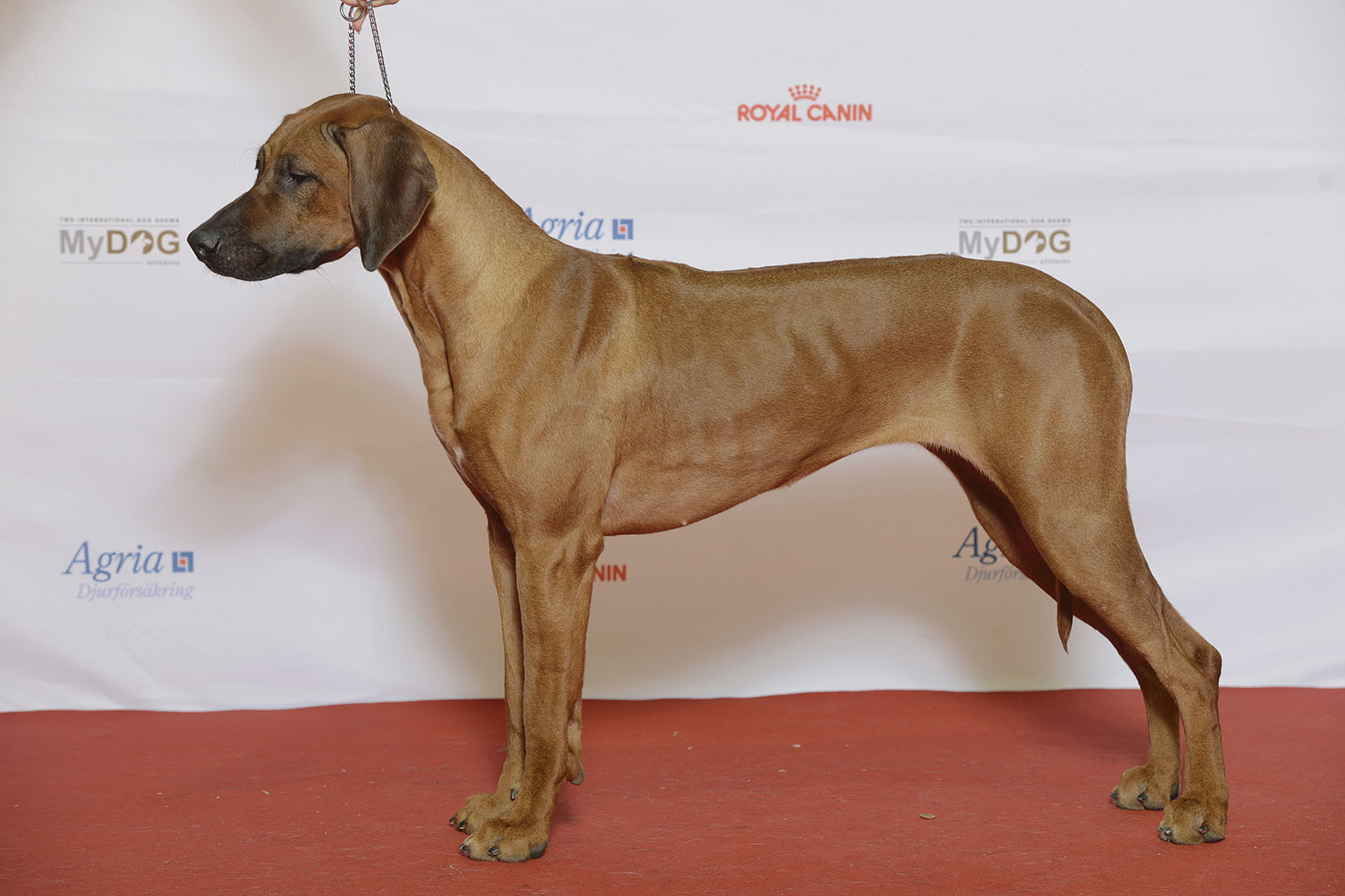 Rhodéský ridgeback