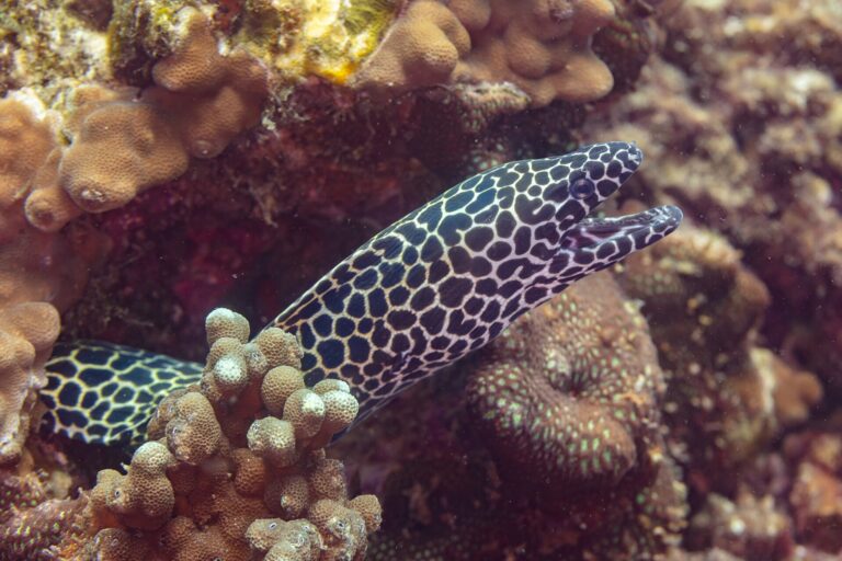 Muréna síťovaná Muréna síťovaná (Gymnothorax favagineus)