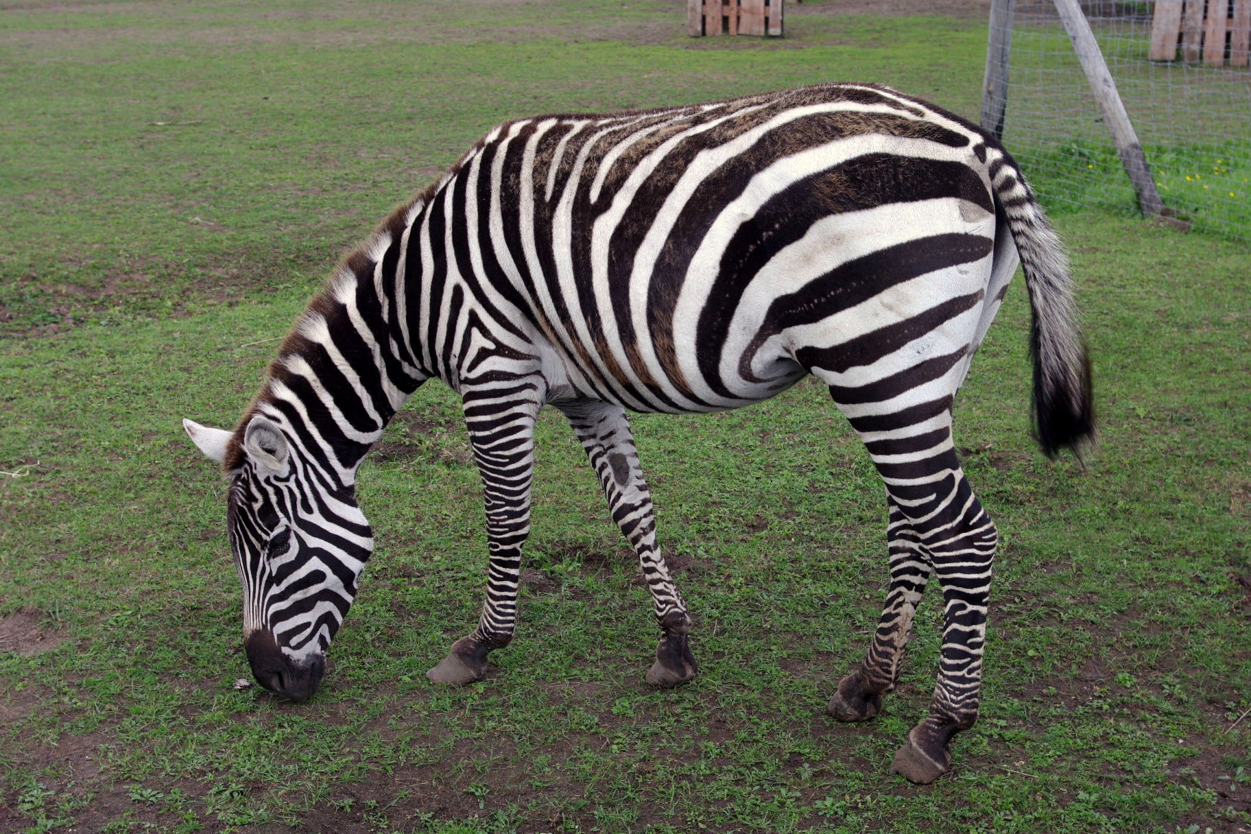 Zebra bezhřívá