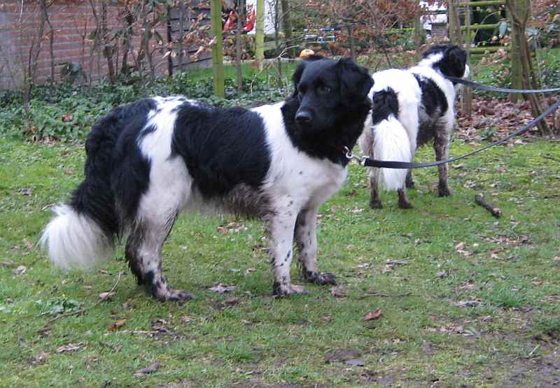 Stabyhoun
