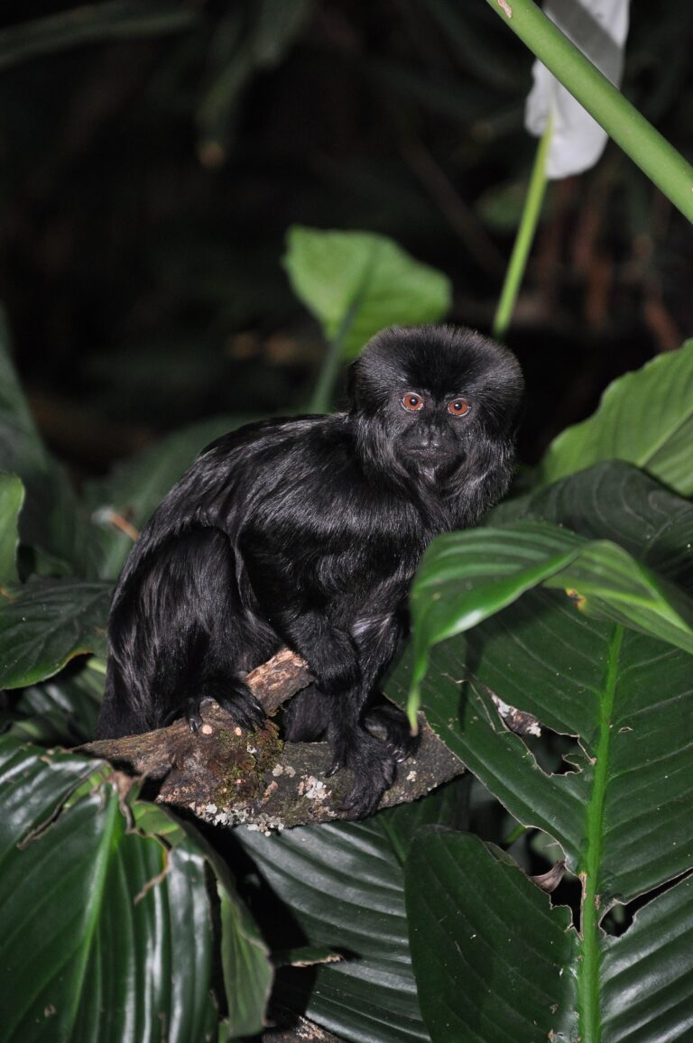 Kalimiko Kalimiko (Callimico goeldii)