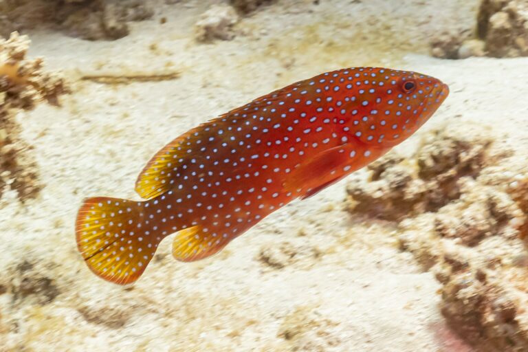 Kanic modroskvrnný (Cephalopholis miniata)