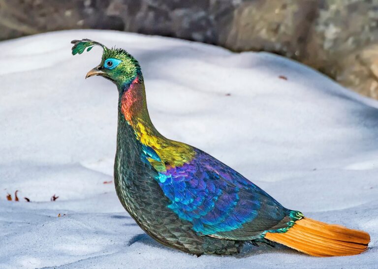 Bažant lesklý (Lophophorus impejanus)