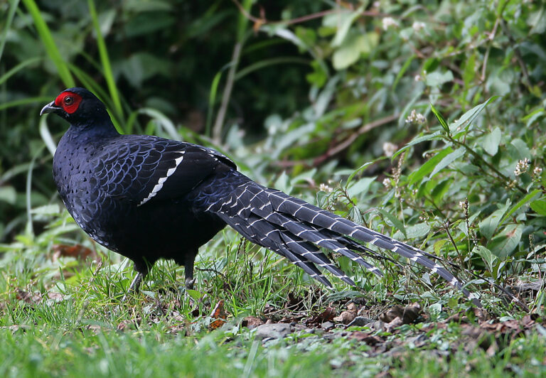 Bažant mikado (Syrmaticus mikado)