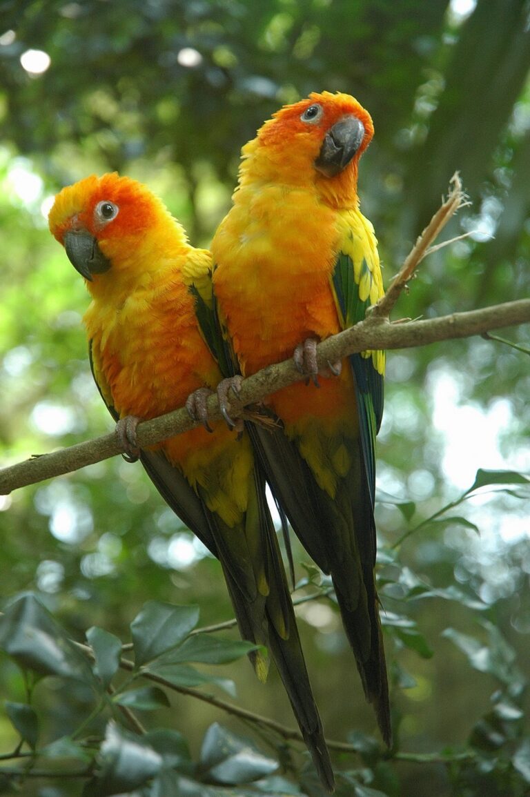 Aratinga sluneční (Aratinga solstitialis)