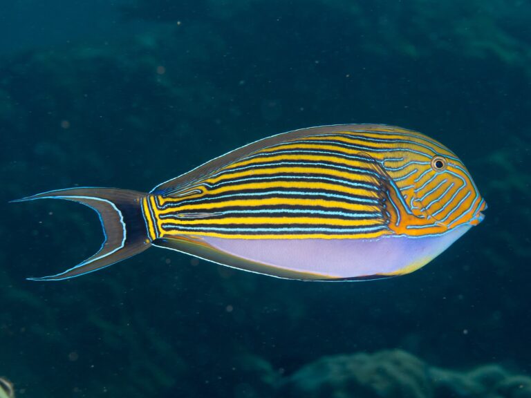 Bodlok proužkovaný Bodlok proužkovaný (Acanthurus lineatus)