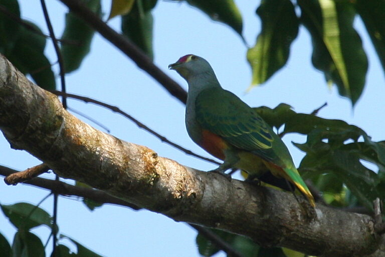 Holub královský (Ptilinopus regina)