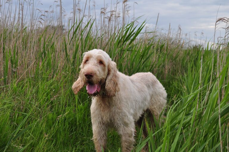 Italský spinone