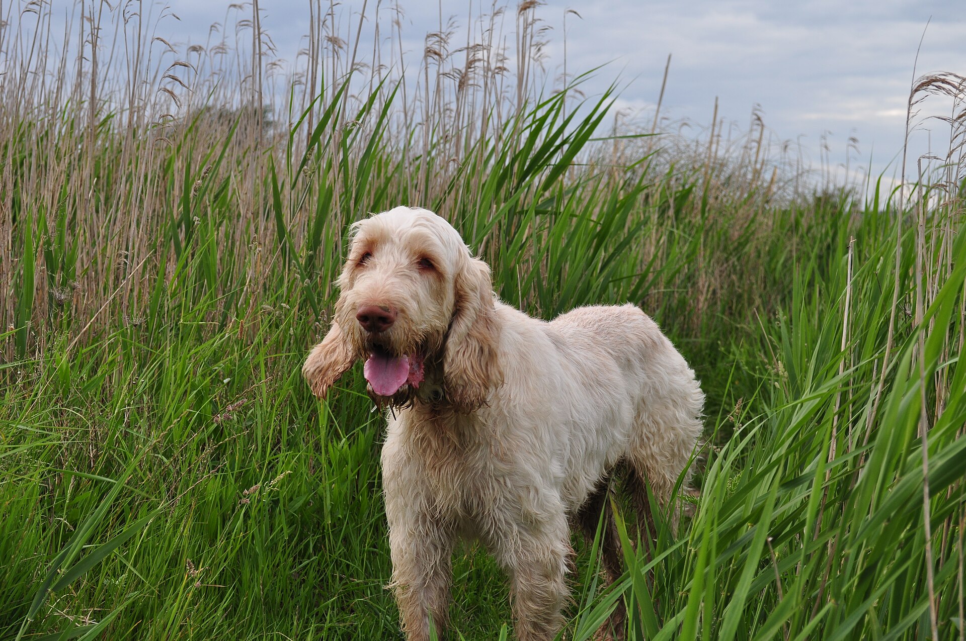Italský spinone