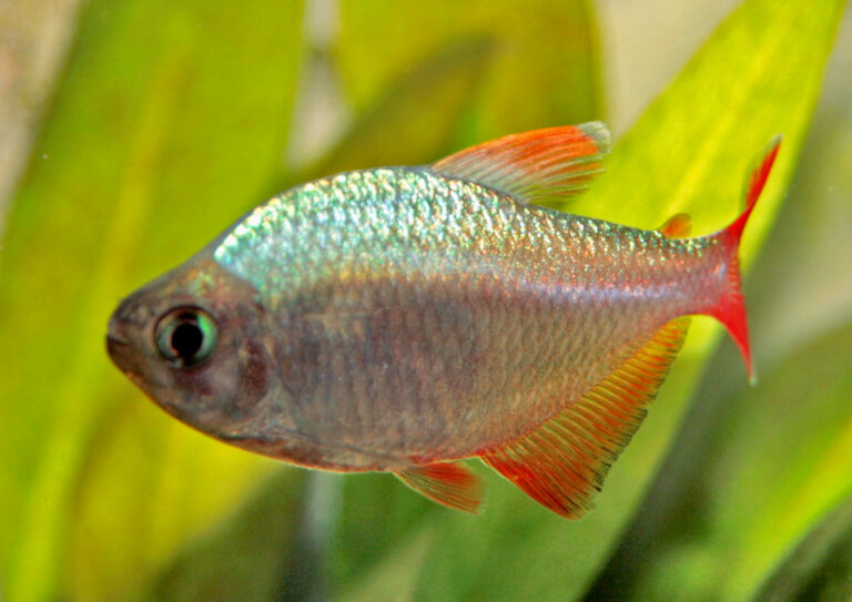 Tetra kolumbijská (Hyphessobrycon columbianus)