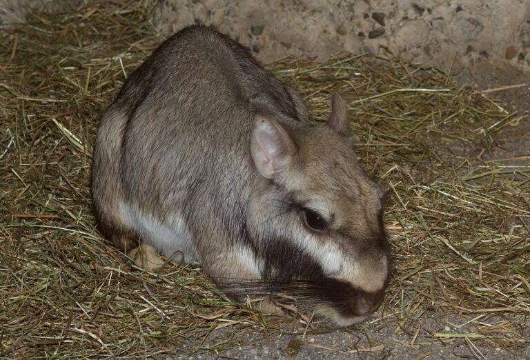 Vískača (Lagostomus maximus)