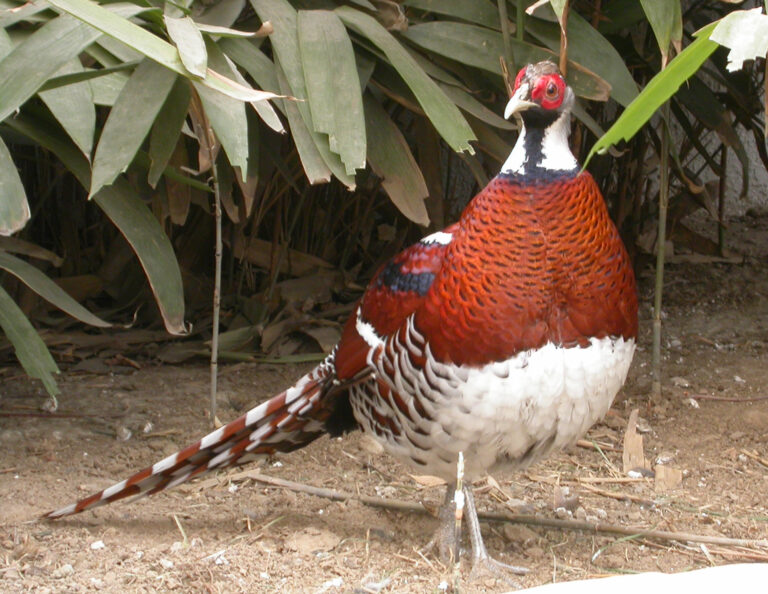 Bažant elliotův (Syrmaticus ellioti)
