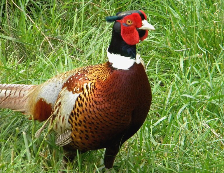 Bažant mongolský (Phasianus colchicus mongolicus)