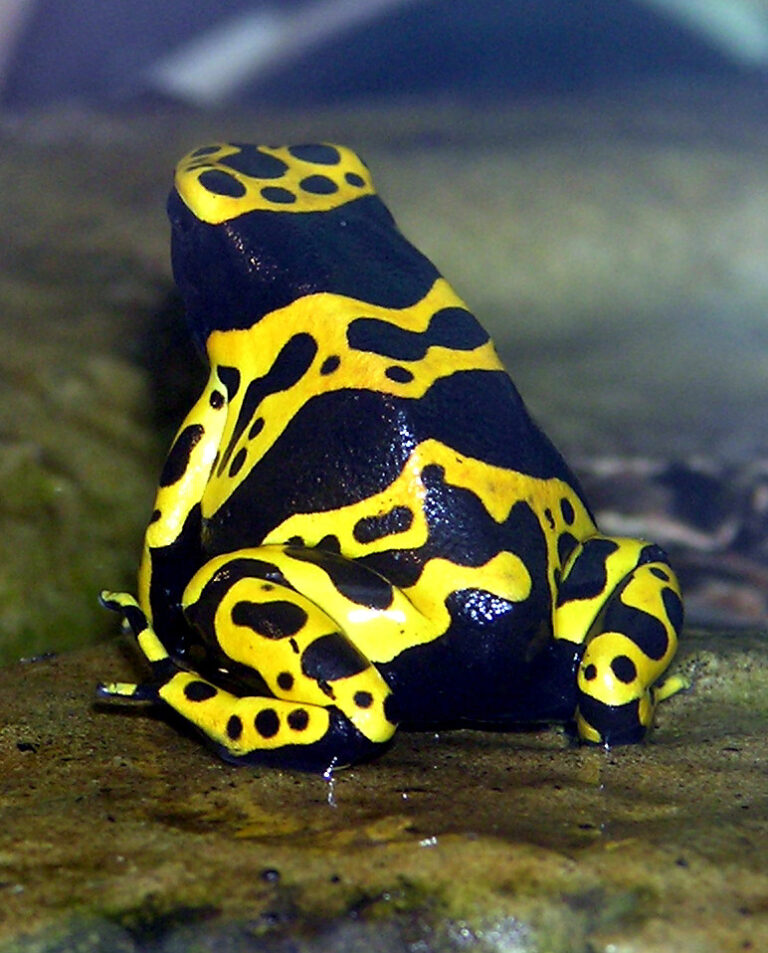 Pralesnička harlekýn (Dendrobates leucomelas)