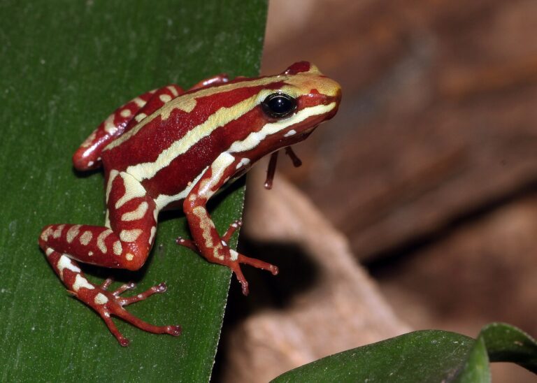 Pralesnička tříbarvá (Epipedobates tricolor)