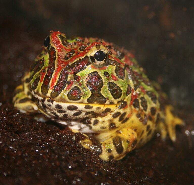 Rohatka ozdobná (Ceratophrys ornata)
