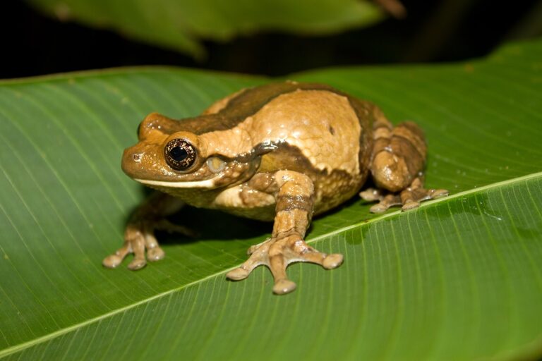 Rosnička bradavčitá Rosnička bradavčitá (Trachycephalus venulosus)