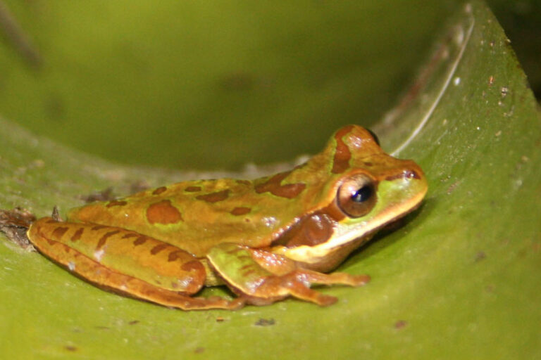 Smiliska banánová (Smilisca phaeota)