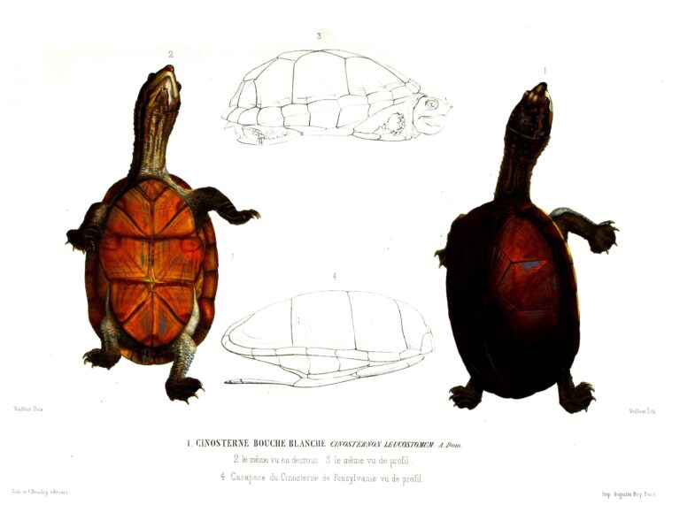 Klapavka běloústá (Kinosternon leucostomum)