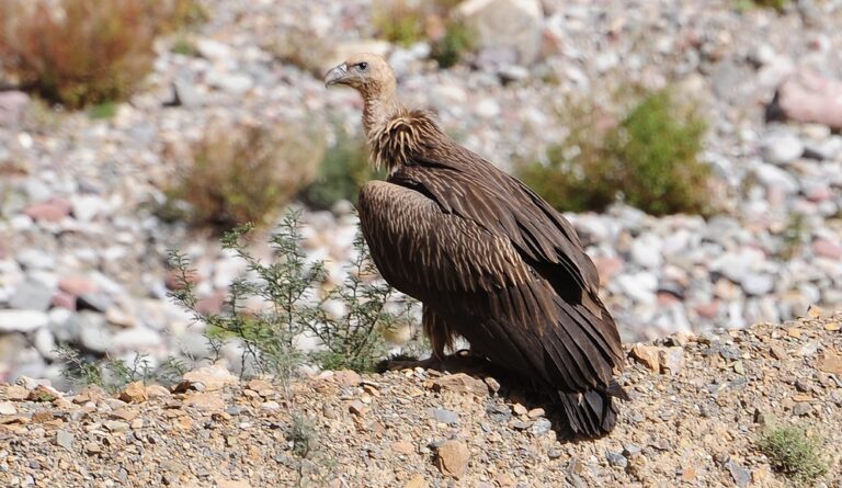 Sup himálajský Sup himálajský (Gyps himalayensis)