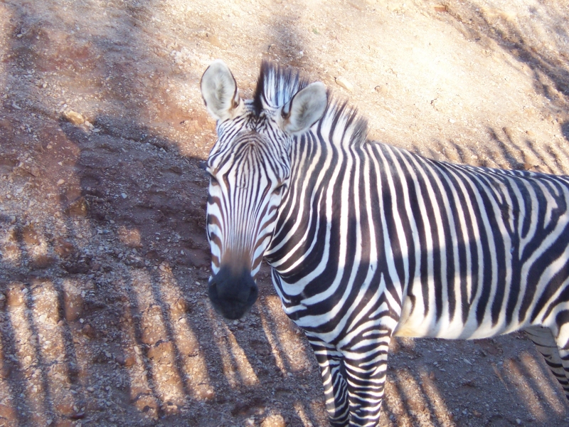 Zebra hartmannové