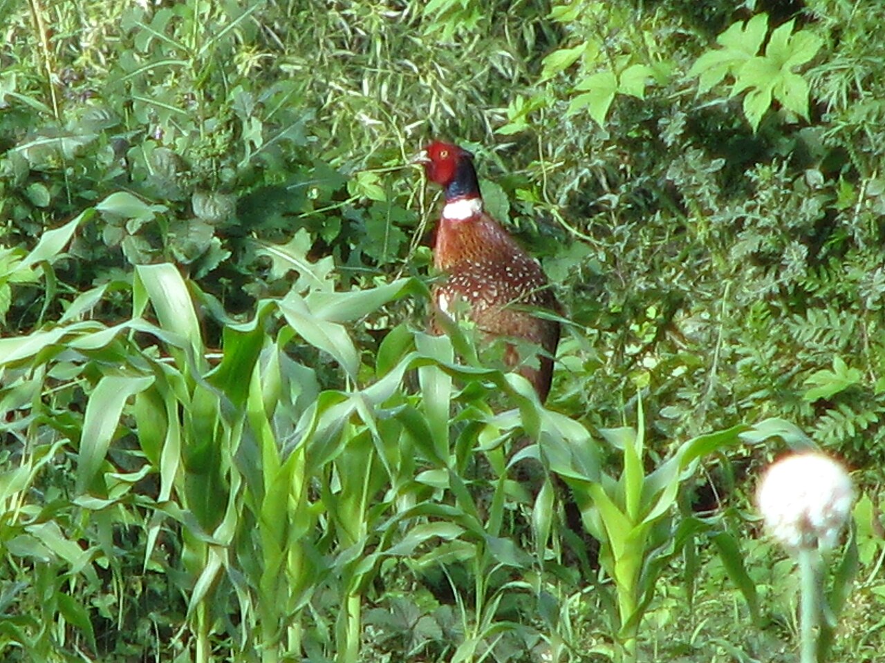 Bažant obojkový