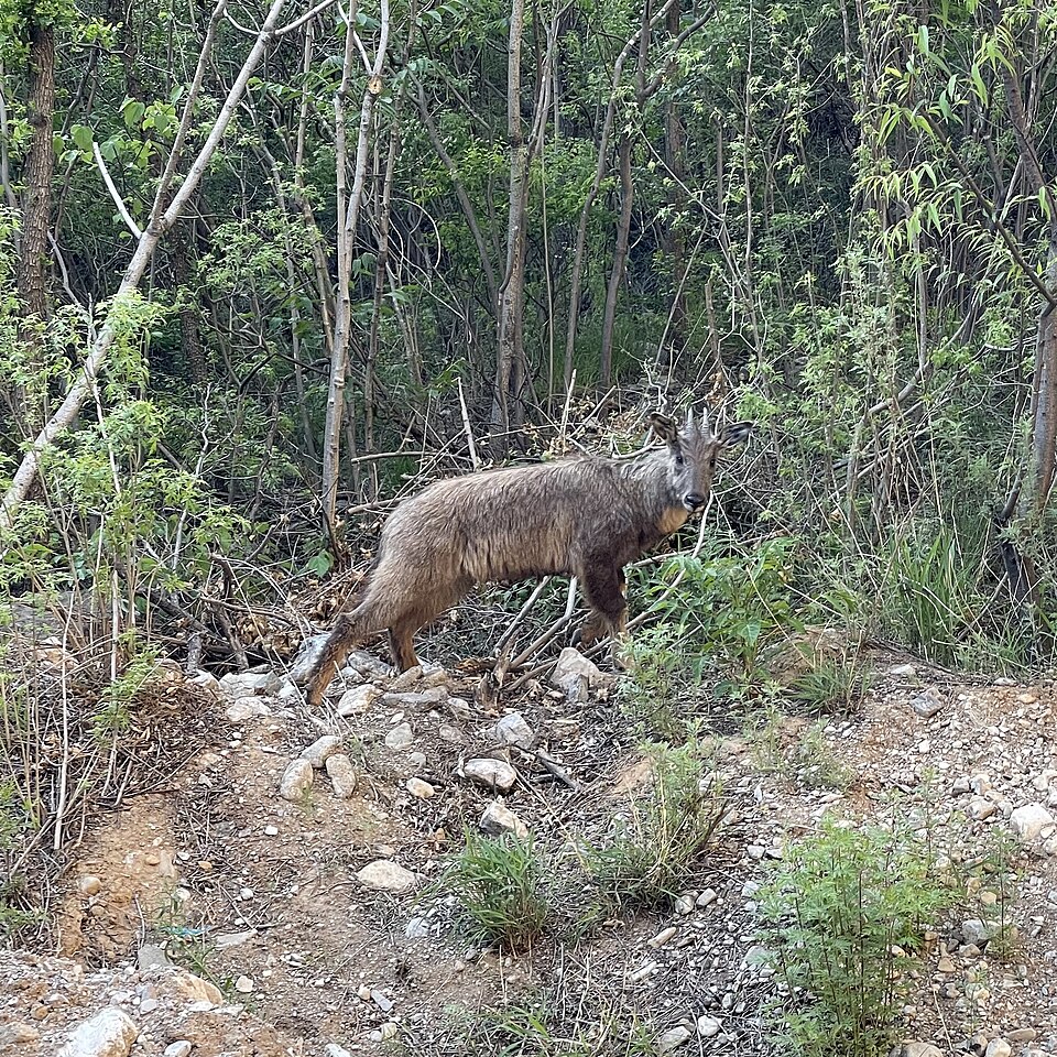 Goral sečuánský
