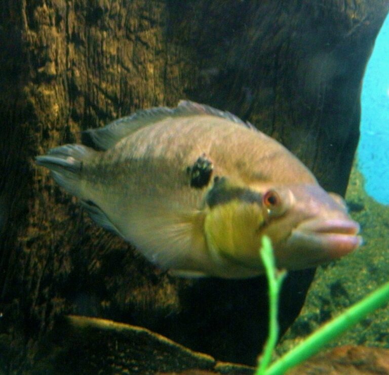 Hřebenáč paví