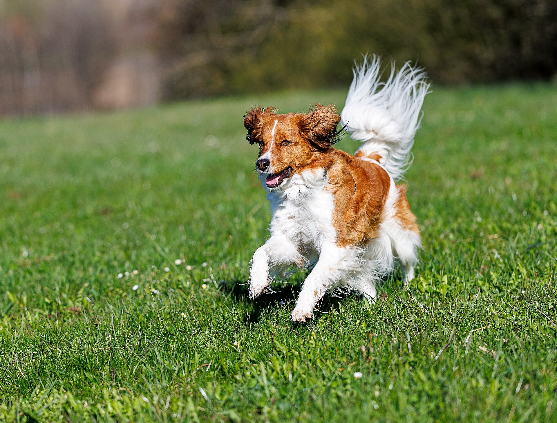 Kooikerhondje