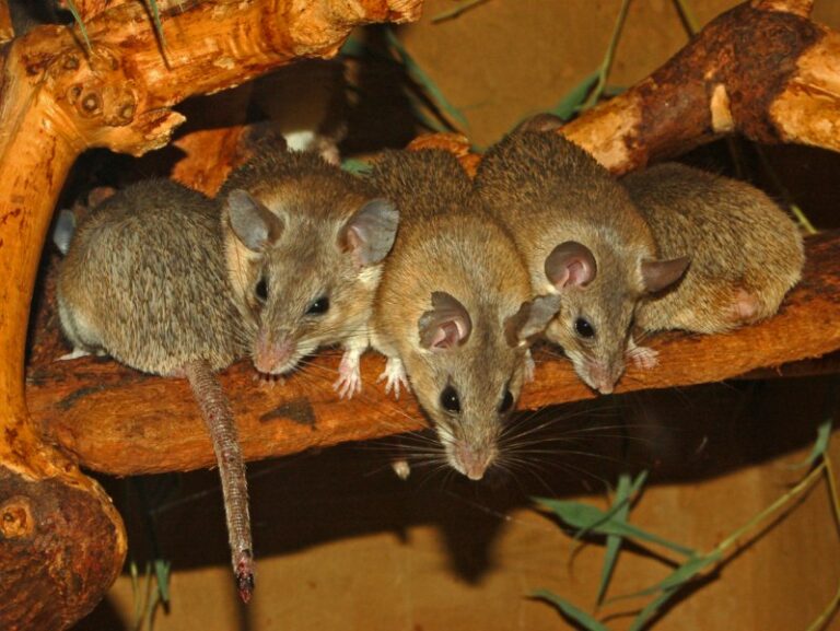 Myš kilikijská (Acomys cilicicus)