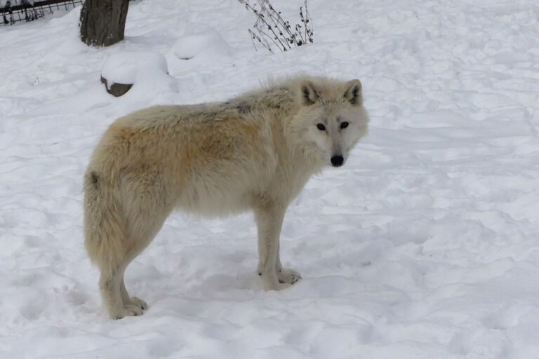 Vlk hudsonův (Canis lupus hudsonicus)