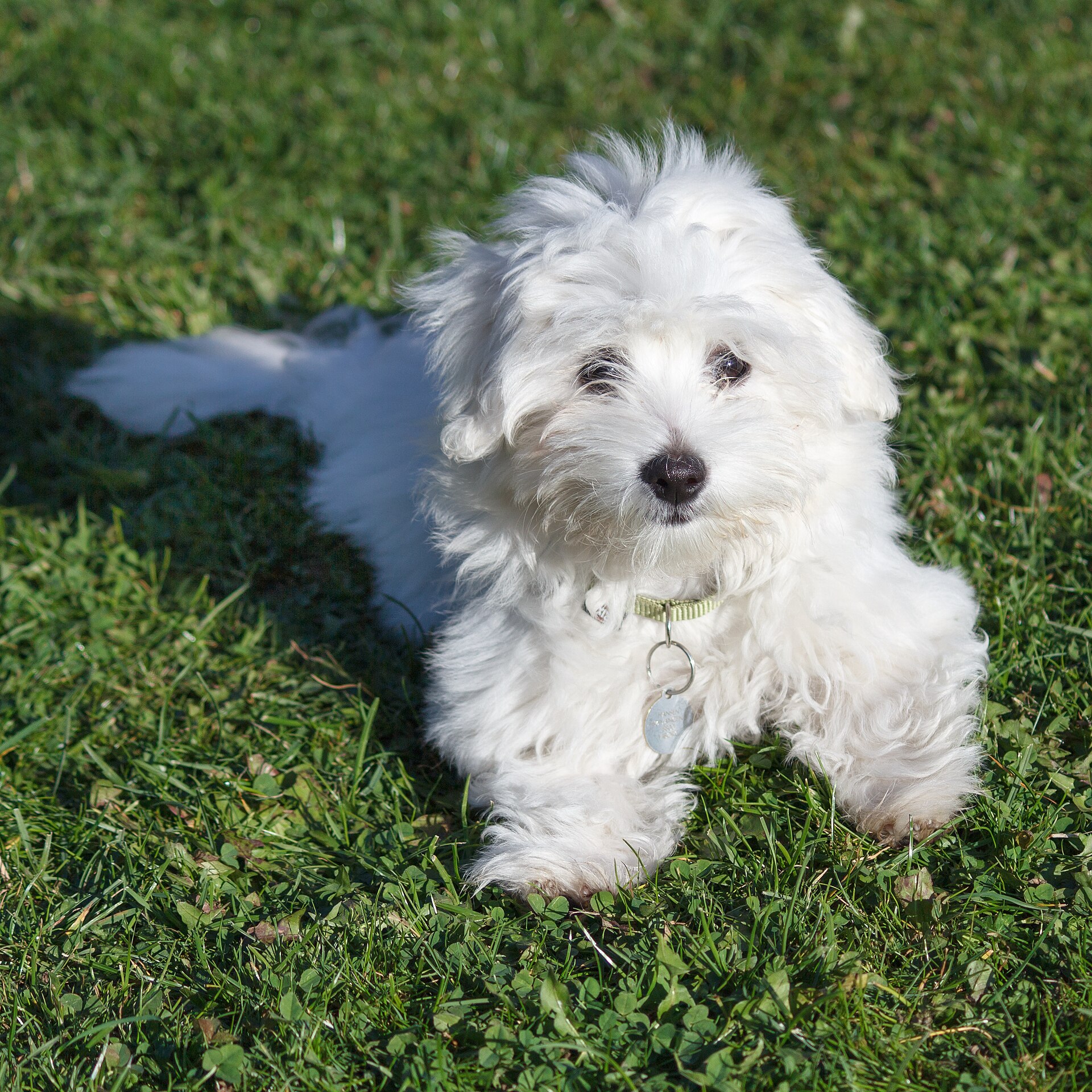 Coton de tulear