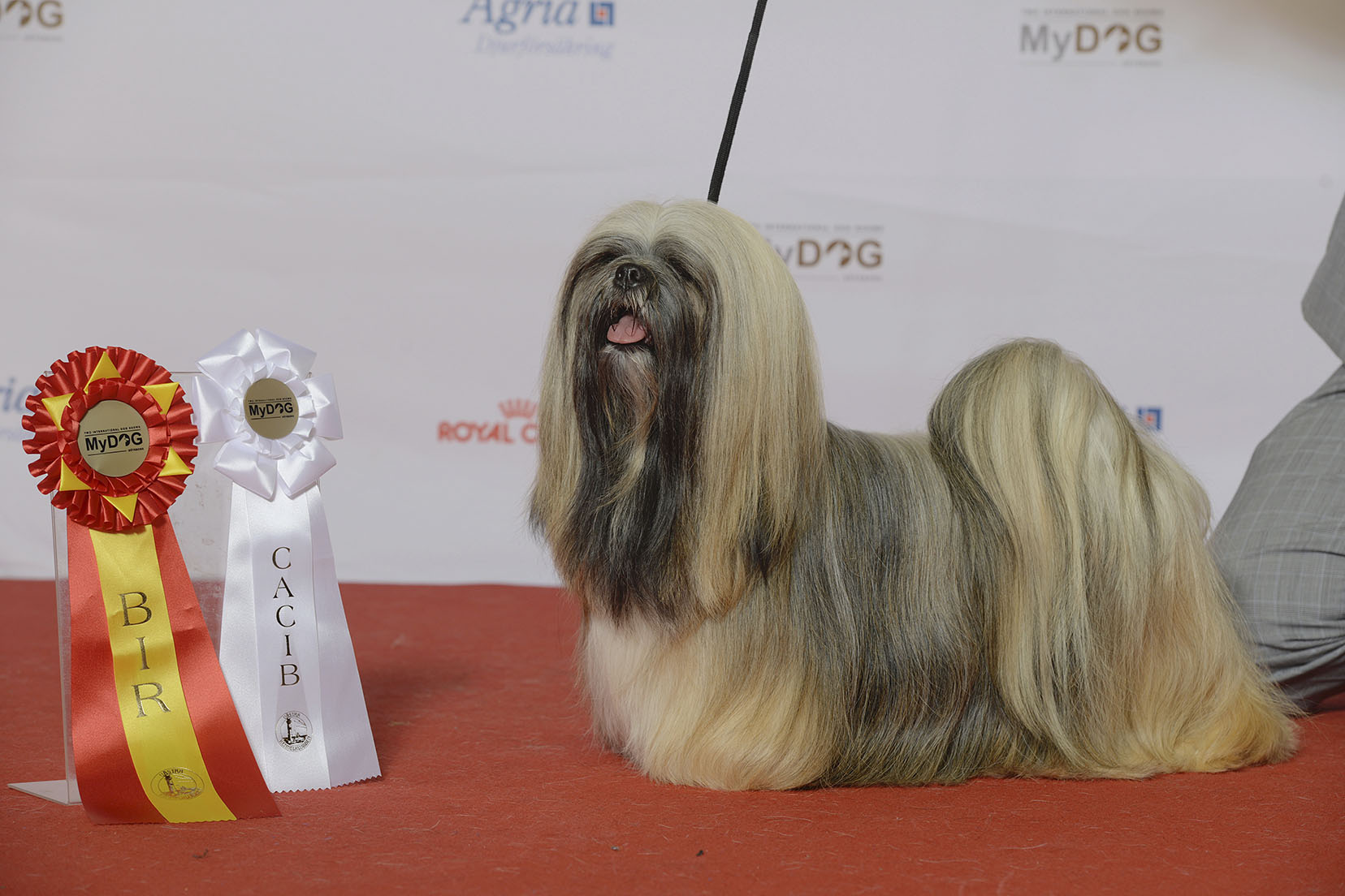 Lhasa apso