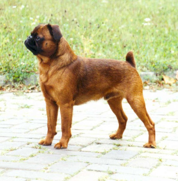 Brabantík