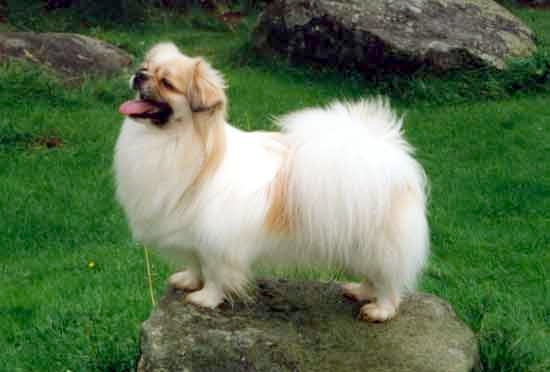 Tibetský španěl