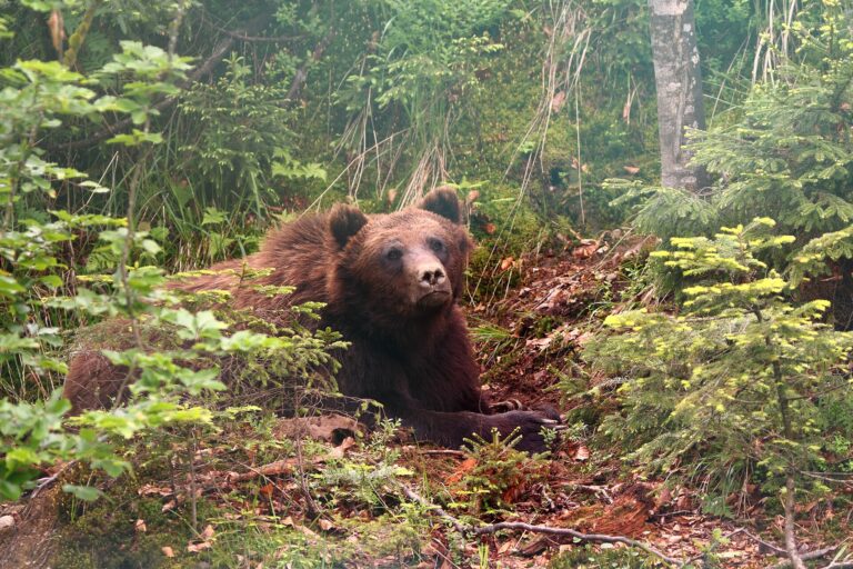 Medvěd brtnik (Ursus arctos arctos)