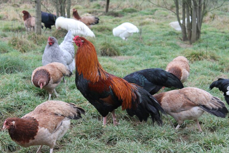 Kur domácí (Gallus gallus domesticus)
