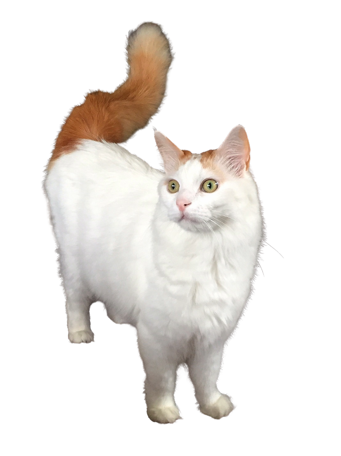Turecká van