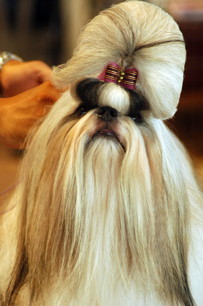 Shih-tzu