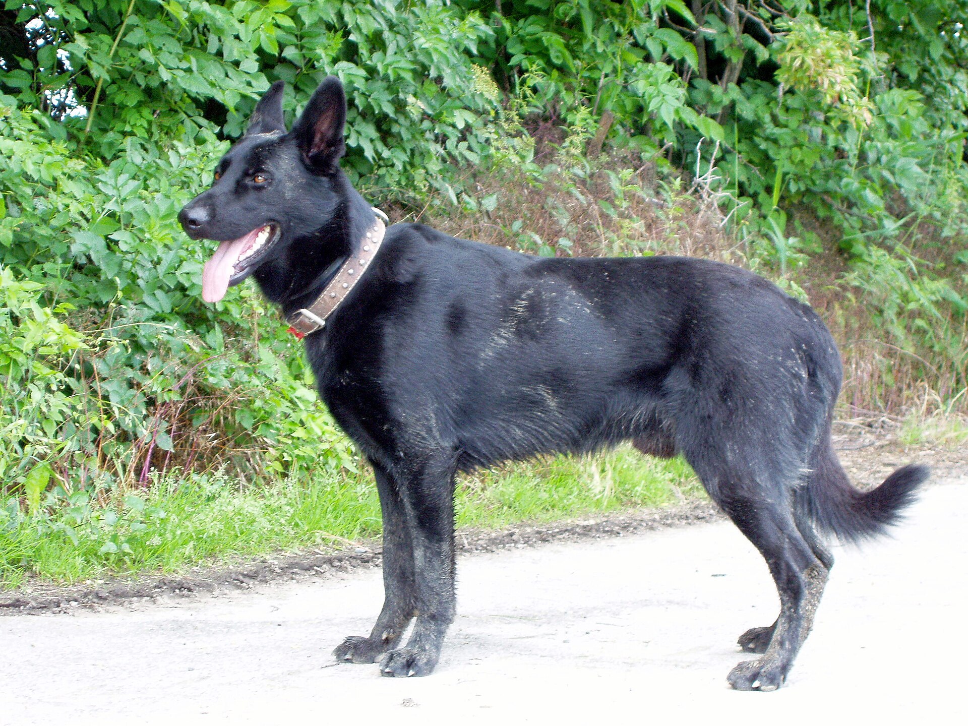 Čierny šery