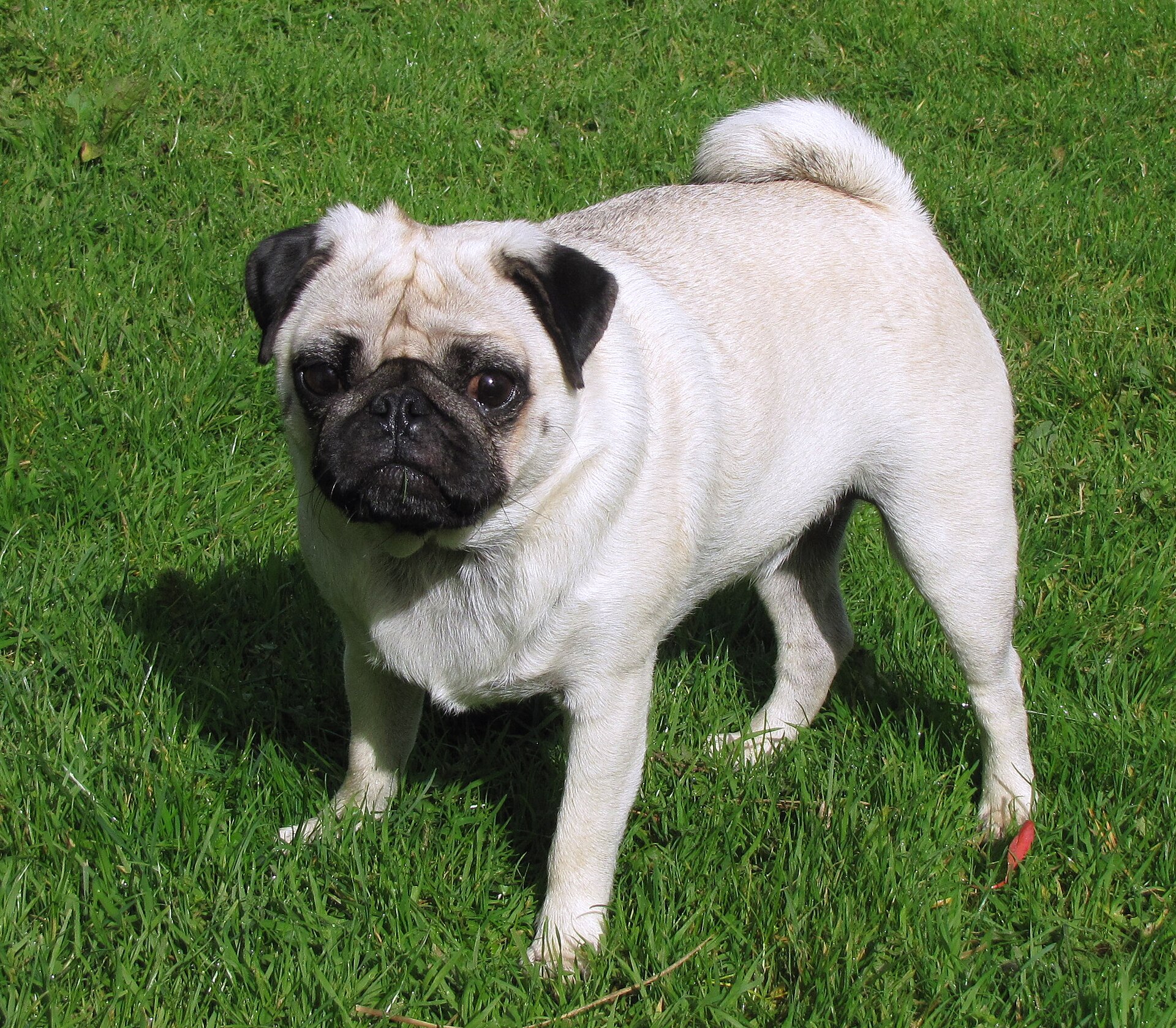 Mops